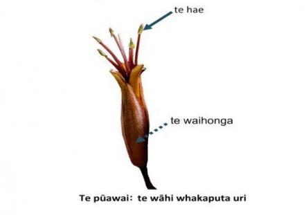 Te puāwai