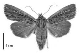 Black and white notch moth