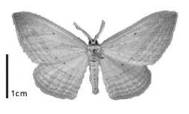 Black and white window moth