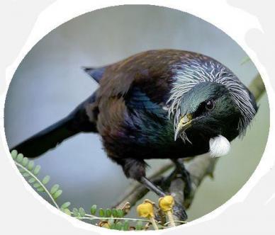 Tui